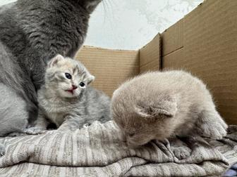 Продаю британских котят