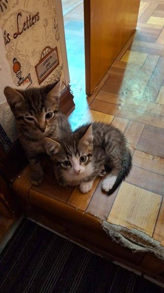 Отдам котят 2 мес.