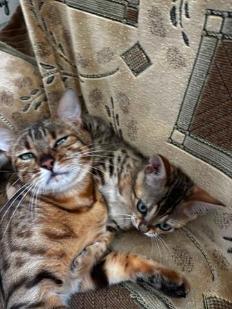 Продам бенгальскую кошку