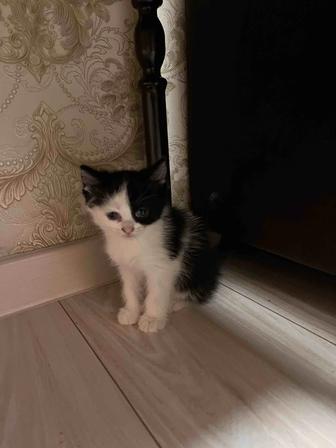 Кошки