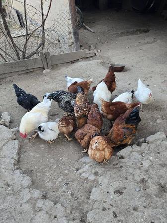 Продам курей