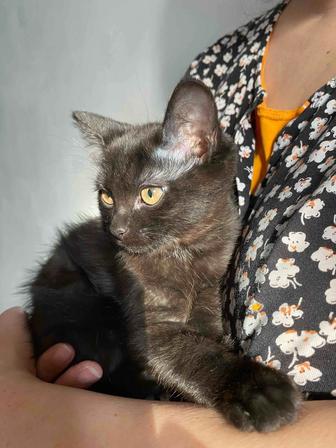 Отдам котенка в хорошие руки