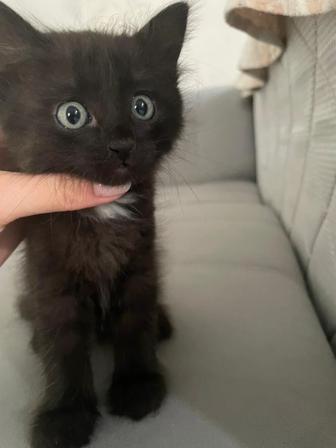 Отдам котенка в добрые руки