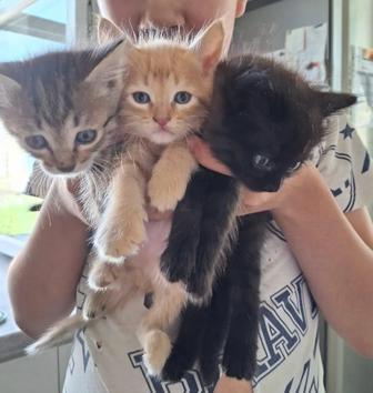 Отдам котят в добрые руки