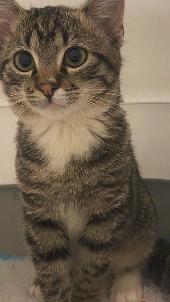 Отдам даром кота