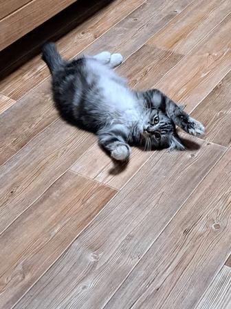 Котенок в добрые руки