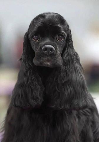 Американский кокер спаниель. Щенки.