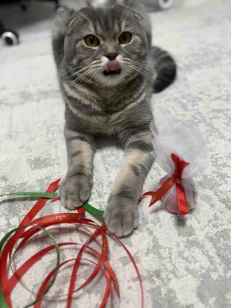 Продам британца