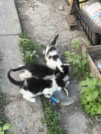 Отдам котенка в заботливые ручки