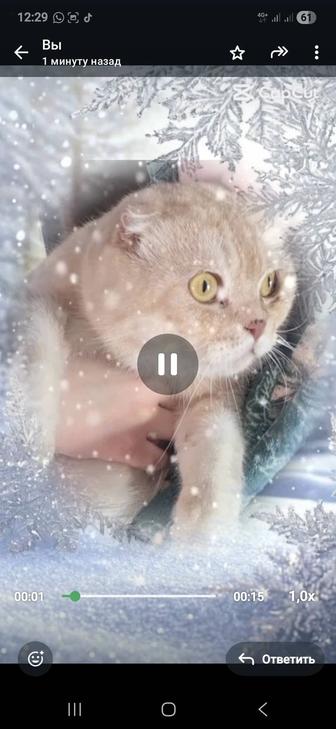 Котик ищет свою кошечку