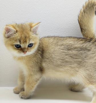 Котик БриТансКий