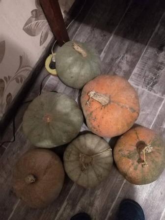 Тыква домашняя