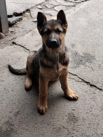 Продам чистокровных щенков немецкой овчарки 75000