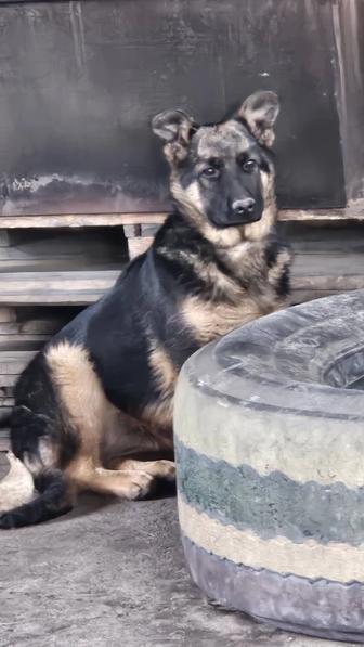 Продам чистокровных щенков немецкой овчарки