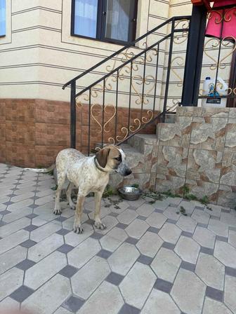 Щенок охотничьей породы ищет дом