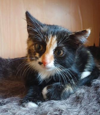 Котенок