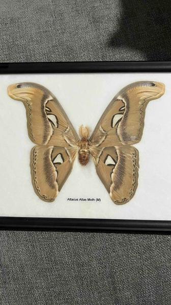 Коллекционная бабочка ATTACUS ATLAS MOTH (M)