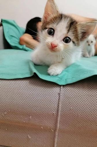 Отдам котят в добрые руки