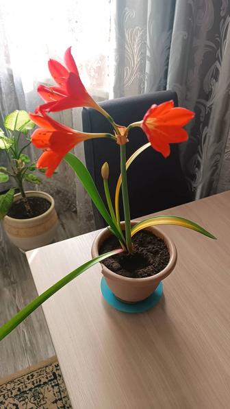 Комнатные растения