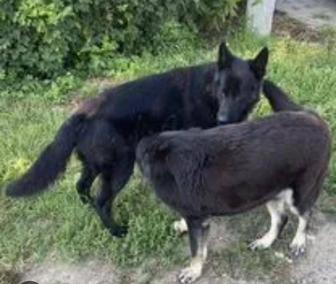 Приют Временный дом