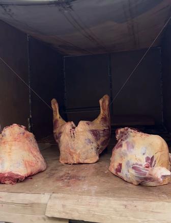 Мясо говядина / туша целиком половинка любой вес на заказ 1 день
