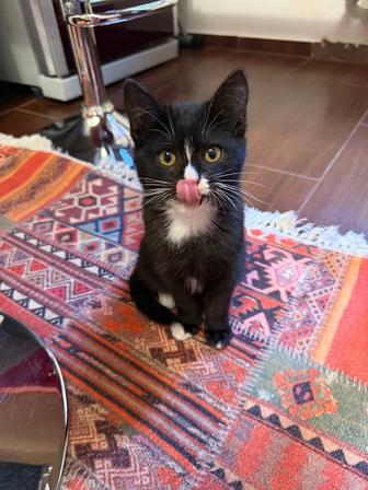 Отдам котят в хорошие руки