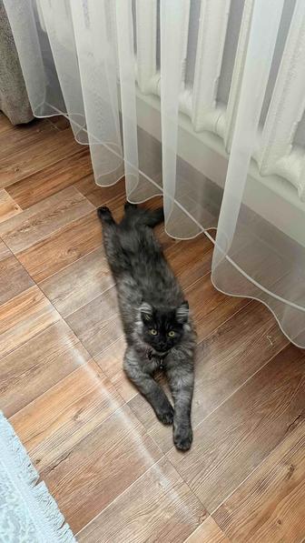 Отдам кота в хорошие руки