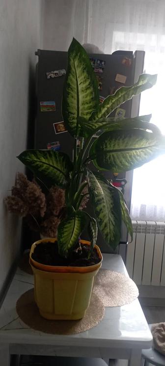 Продам Диффенбахию