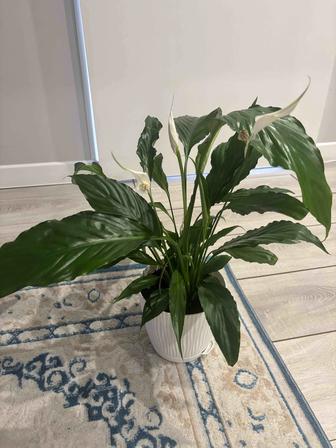 Комнатные цветы