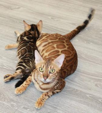 Бенгалькие котята