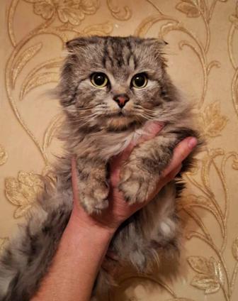 Пристройство кота