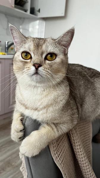 Породистая кошка, бесплатно