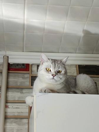 Отдам котика в добрые руки