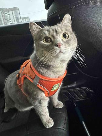 Кошечка В Добрые руки