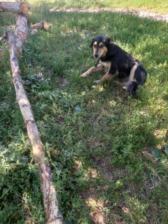 Две классные собаки ищут дом