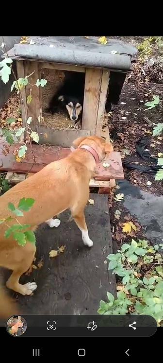 Две классные собаки ищут дом
