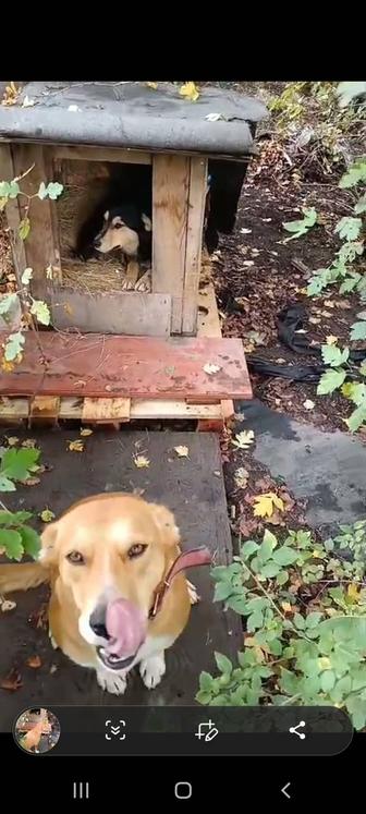 Две классные собаки ищут дом