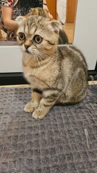 Котята шотландцы вислоухий и прямоухие
