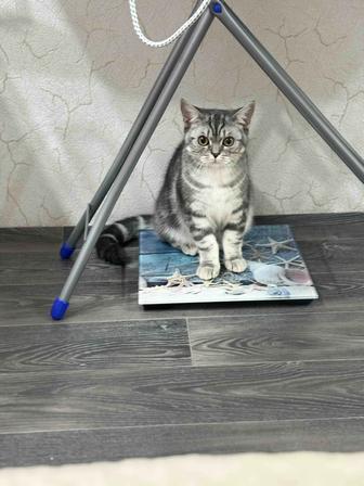 Продам кошечку породы скоттиш страйт