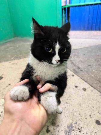 Коты , котики даром СРОЧНО!