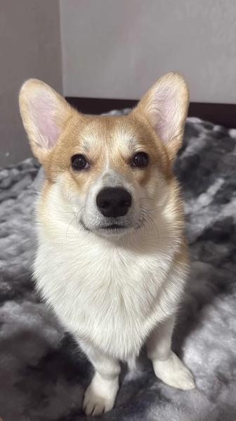 Вязка, корги мальчик