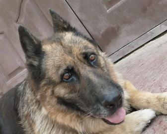 Потерялась собака