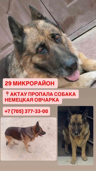 Потерялась собака