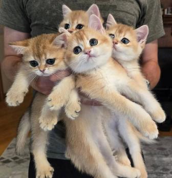 Шиншилла золото котята
