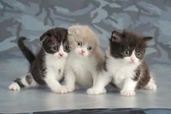 вислоушки котята породистые