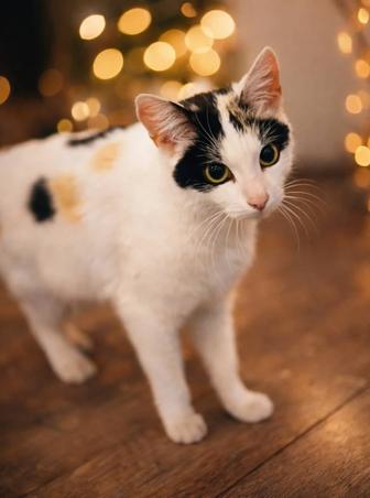 Кошка в добрые руки