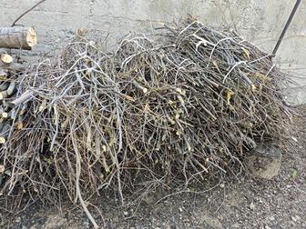 Дрова, дерево отдам даром