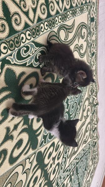 Отдам котят в добрые руки