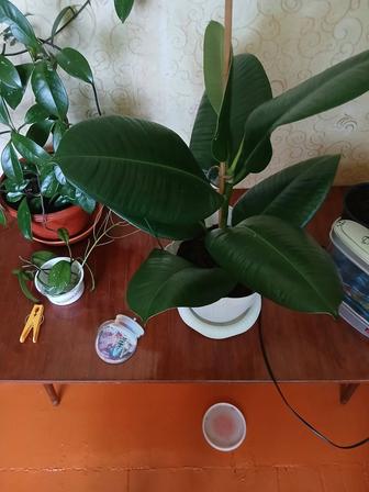 Комнатный цветок