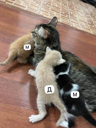 Отдам котят
